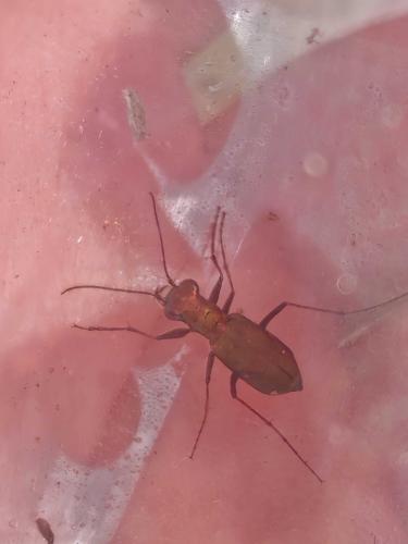 Cylindera germanica